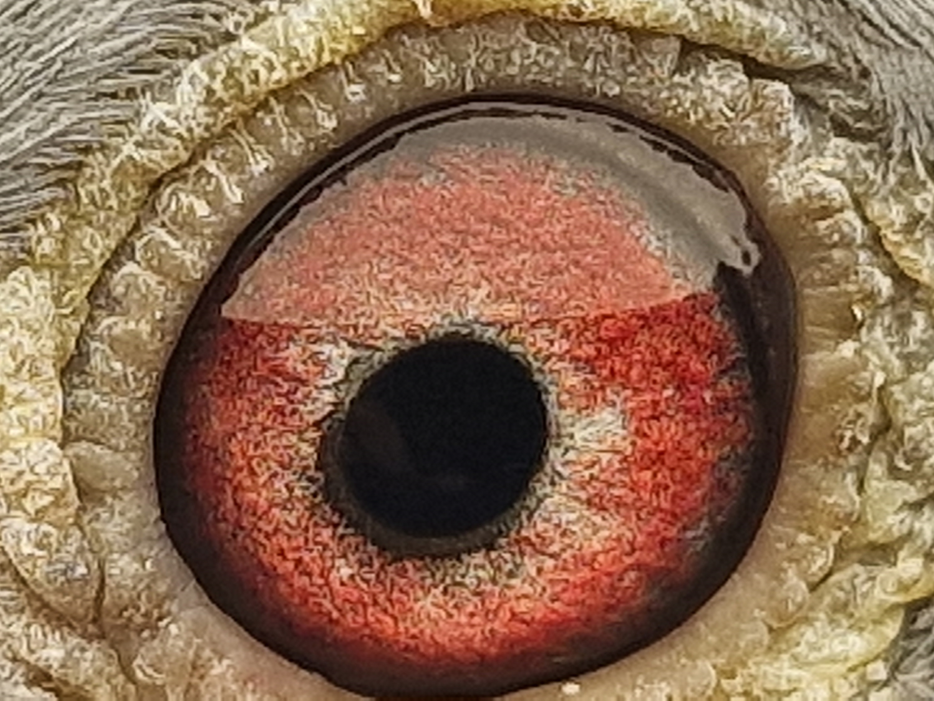 Pigeon eye